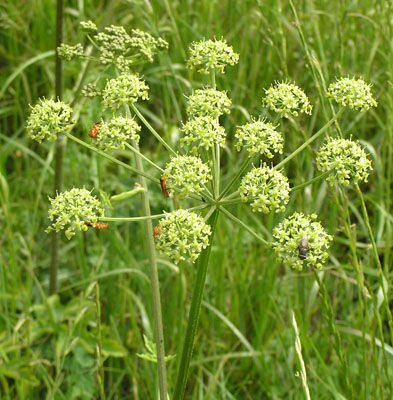 Wiesen-Bärenklau, Heracleum sphondylium